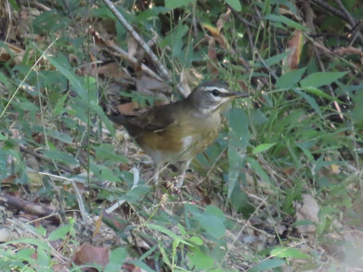 Zorzal Rojigrís - ML646514583