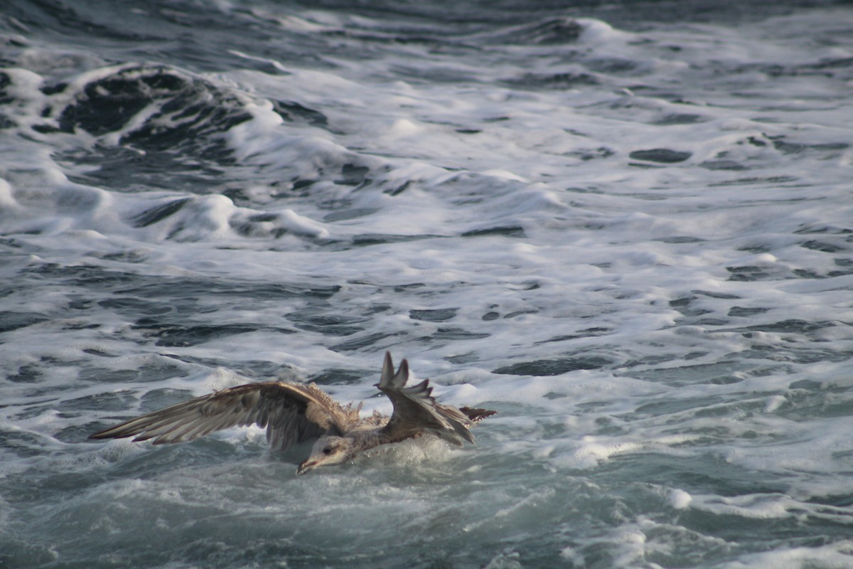 Морская чайка - ML646514588