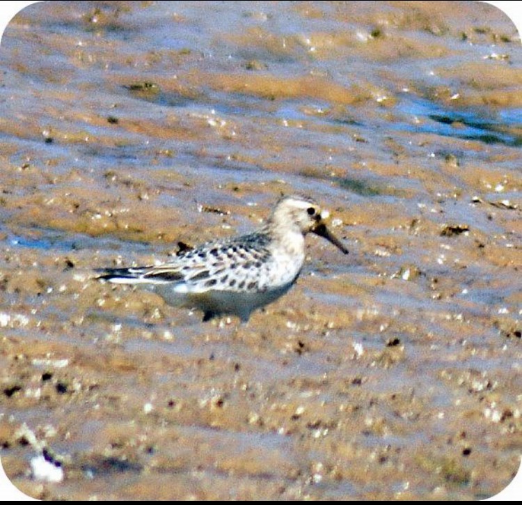 Baird's Sandpiper - ML646514593