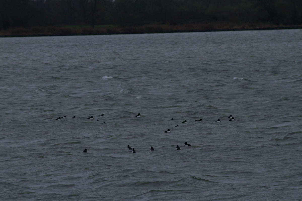 Tufted Duck - ML646514594