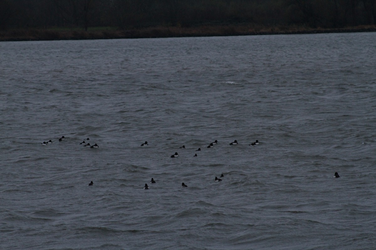 Tufted Duck - ML646514595