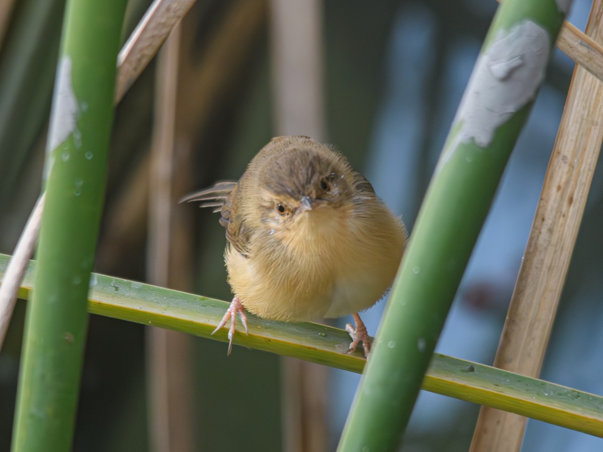 gråprinia - ML646514598