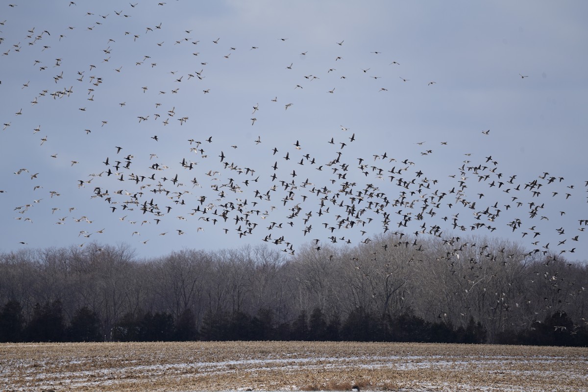 マガモ - ML646514600