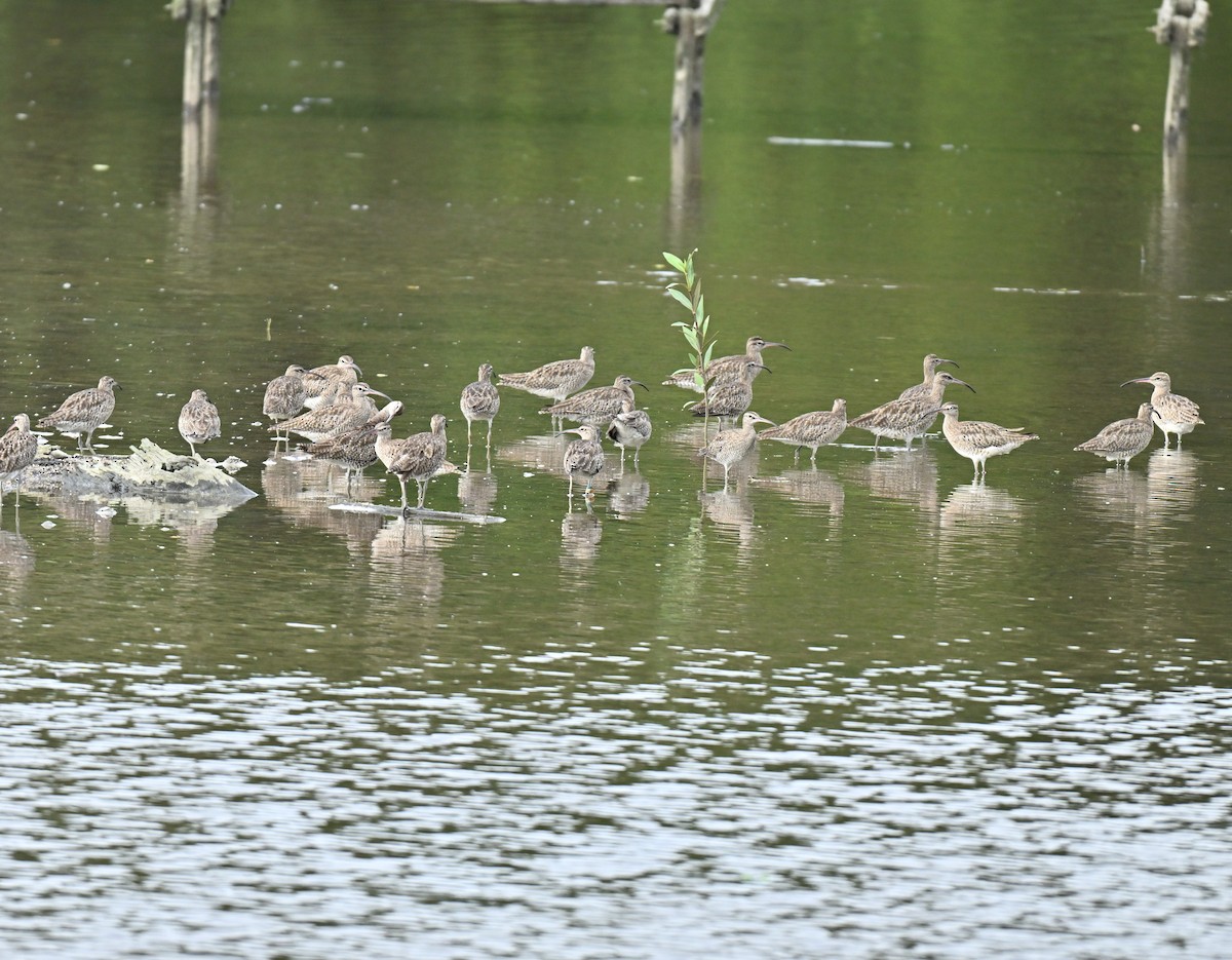 Regenbrachvogel - ML646514601