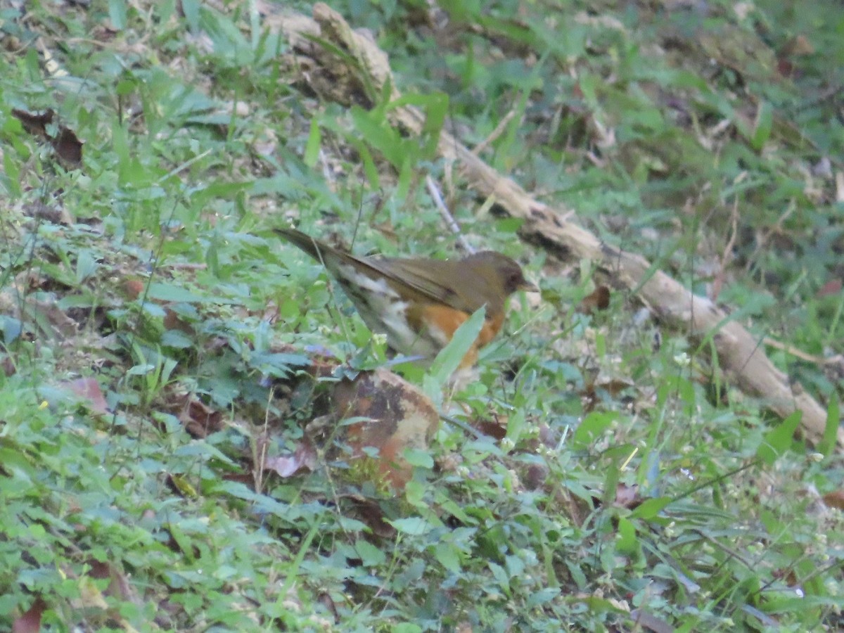 Zorzal Cabecipardo - ML646514605