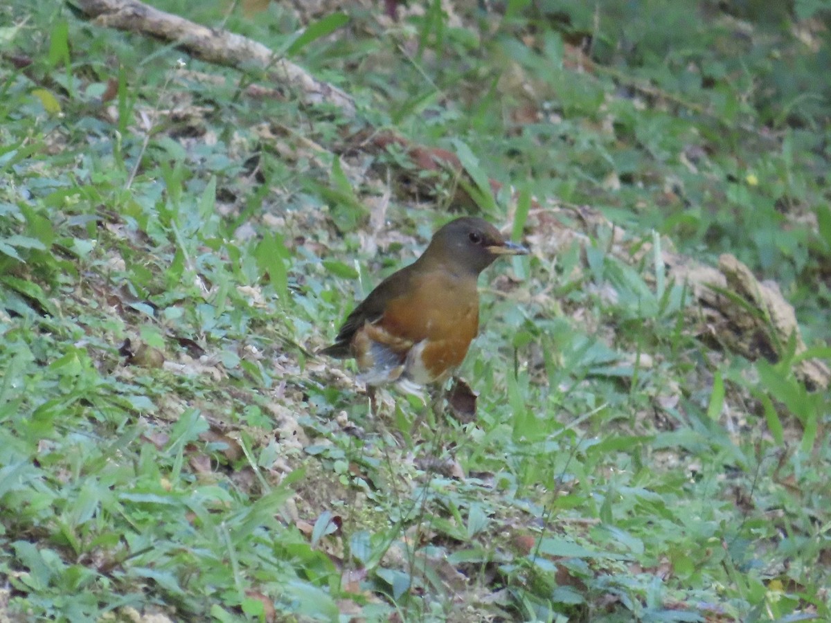 Zorzal Cabecipardo - ML646514606