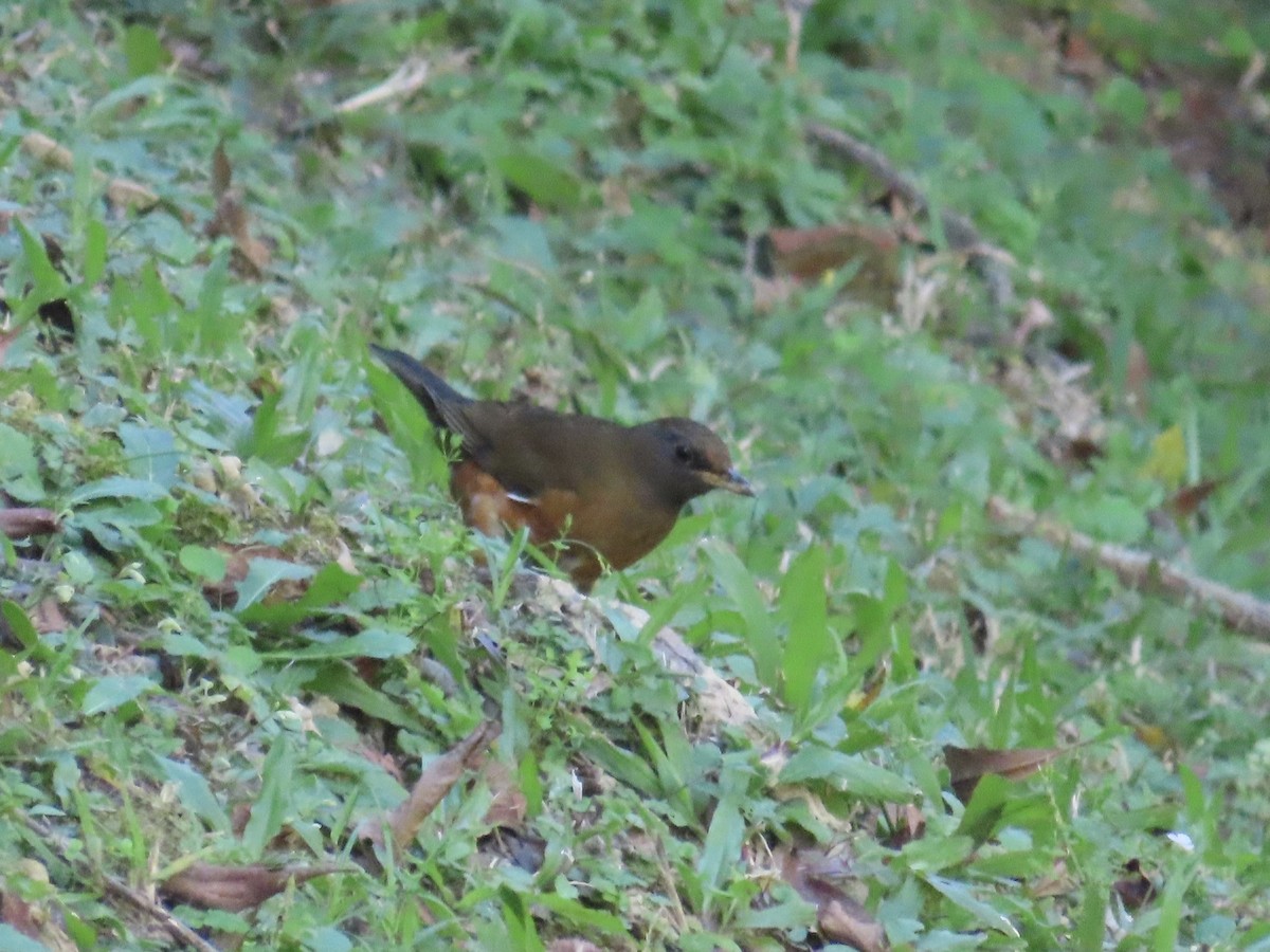 Zorzal Cabecipardo - ML646514607