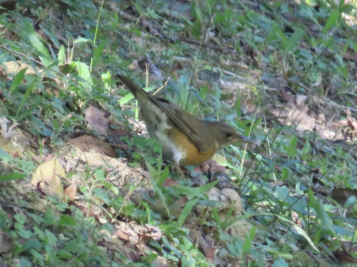 Zorzal Cabecipardo - ML646514608