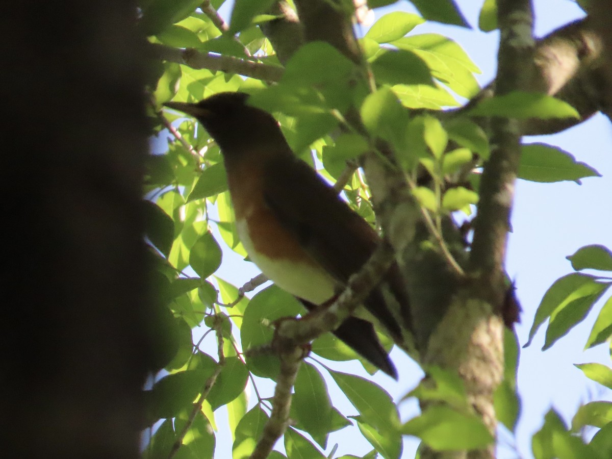 Zorzal Cabecipardo - ML646514609