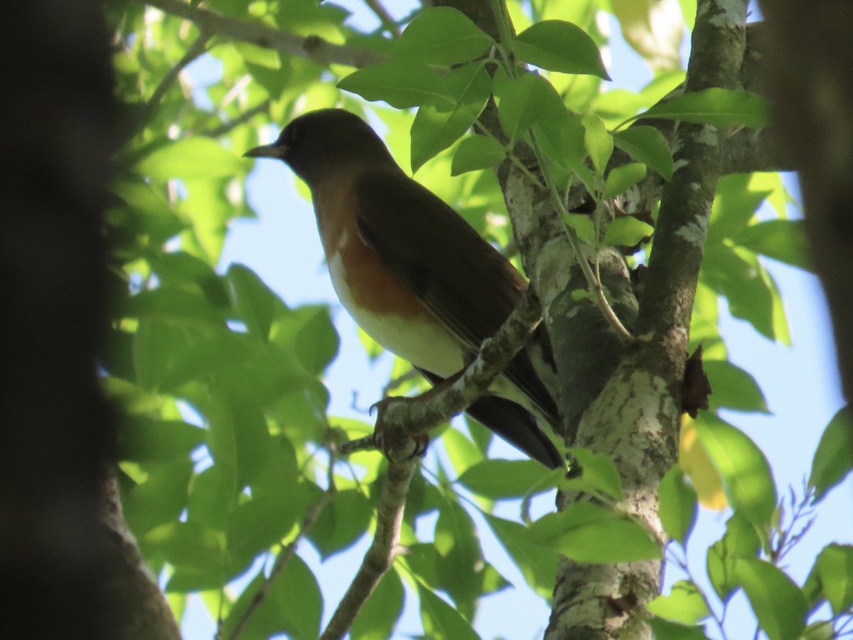 Zorzal Cabecipardo - ML646514610