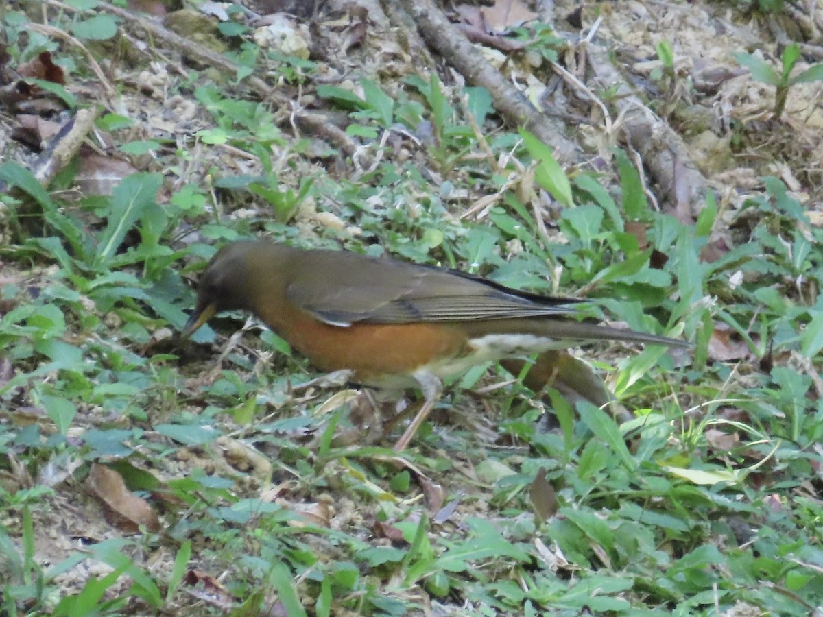 Zorzal Cabecipardo - ML646514611