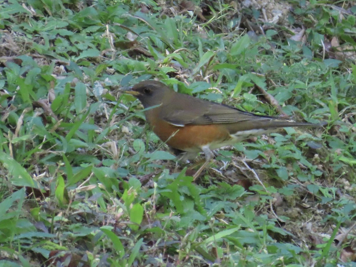 Zorzal Cabecipardo - ML646514612