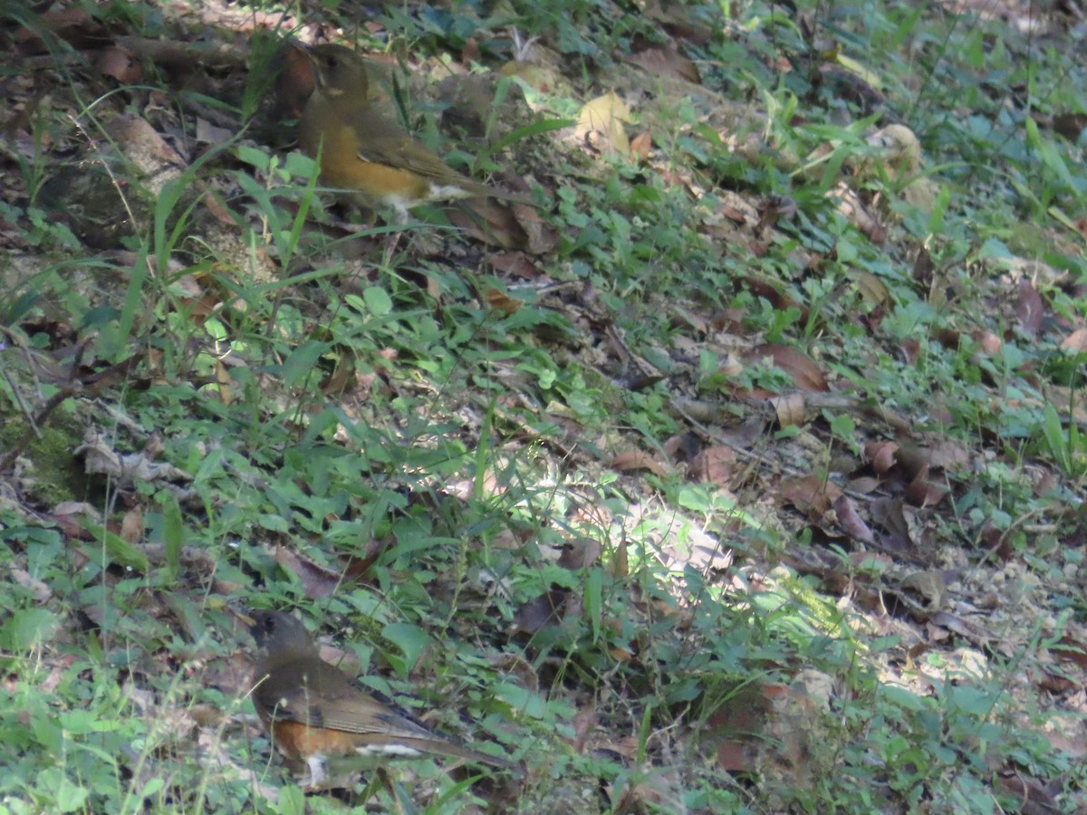 Zorzal Cabecipardo - ML646514613