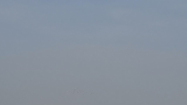 Eurasian Curlew - ML646514616