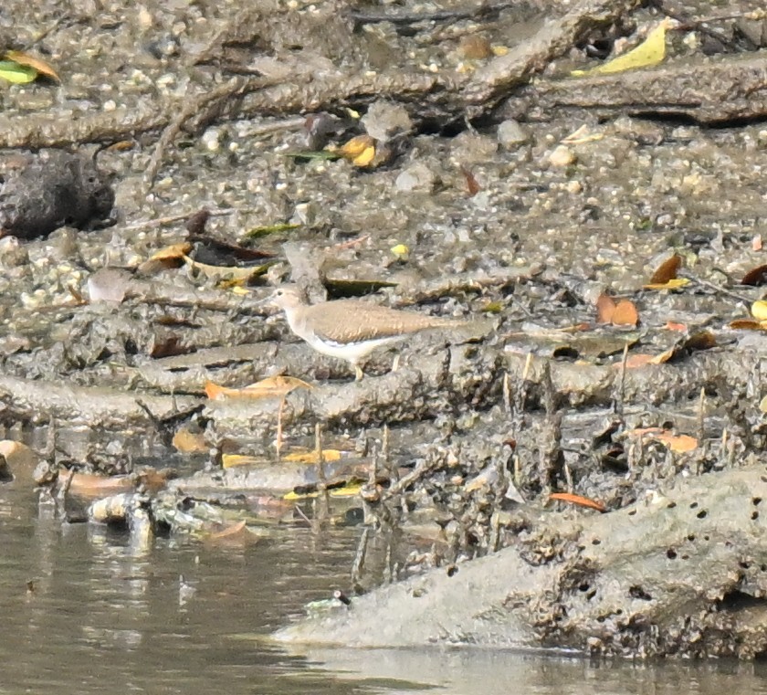 Flussuferläufer - ML646514617