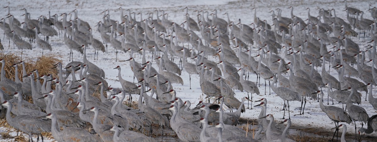 カナダヅル - ML646514627