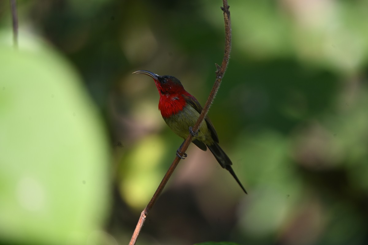 Crimson Sunbird - ML646514628
