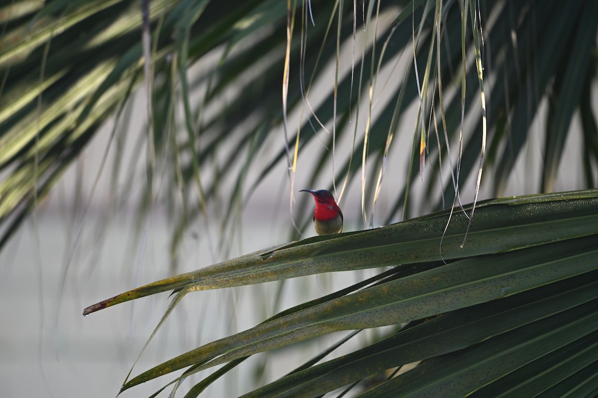 Crimson Sunbird - ML646514629