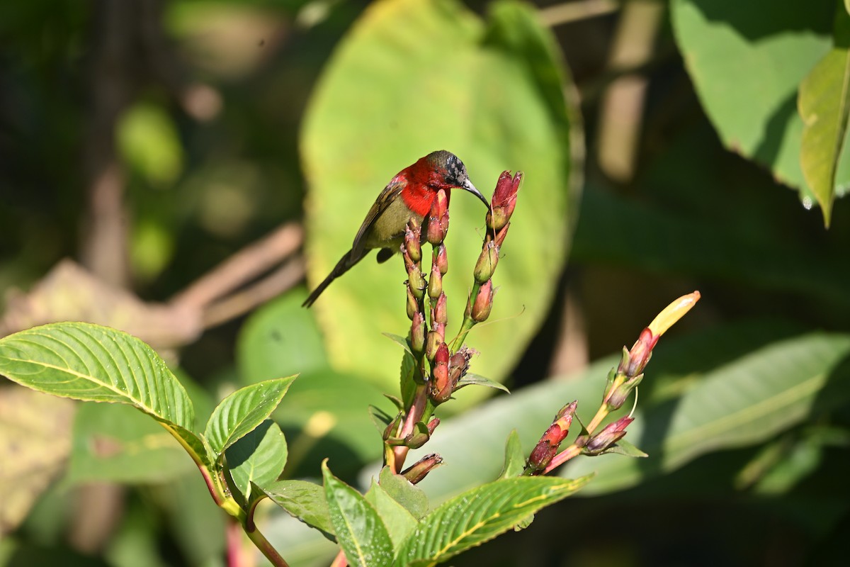 Crimson Sunbird - ML646514630