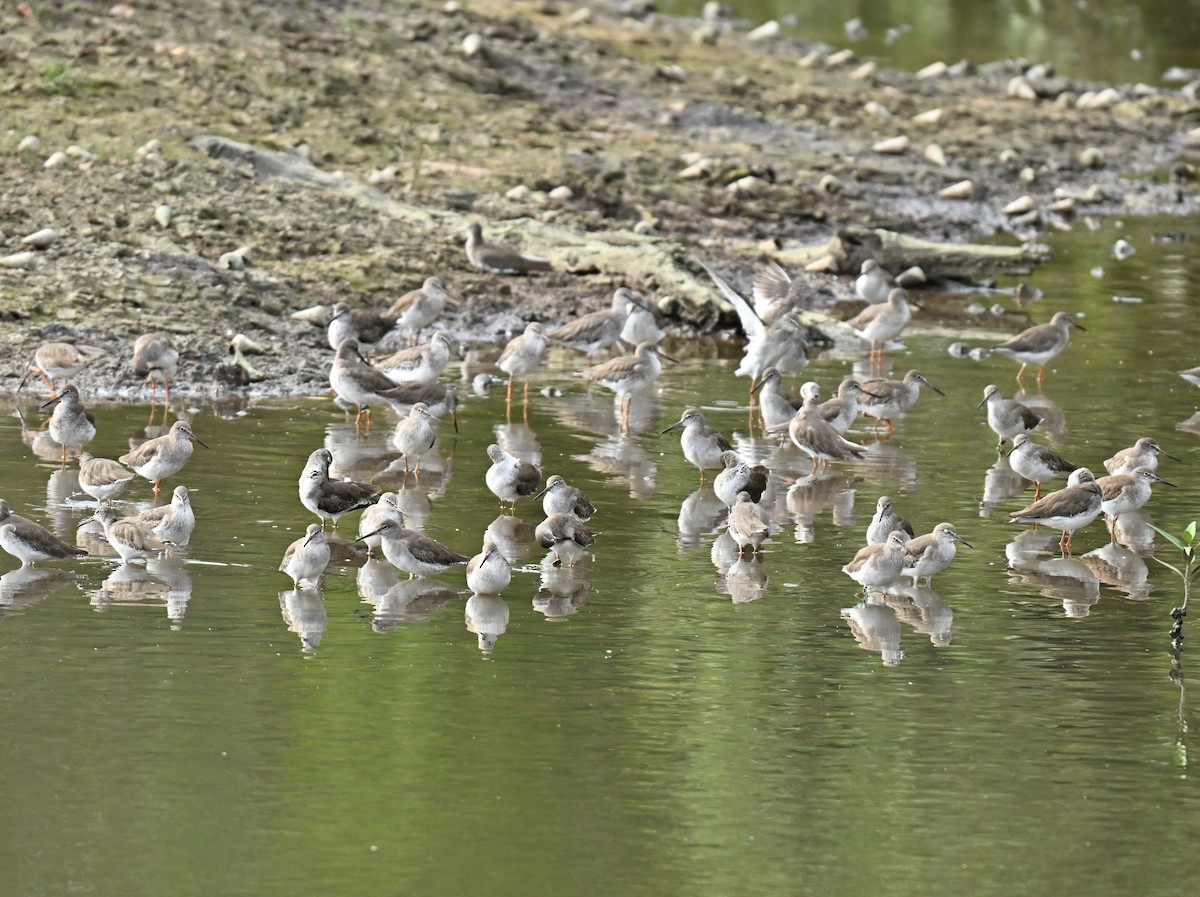 Rotschenkel - ML646514634