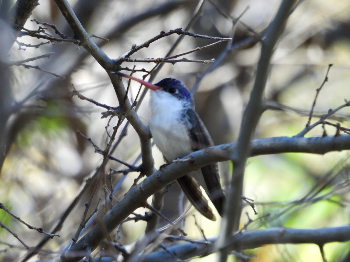 Violet-crowned Hummingbird - ML646514635