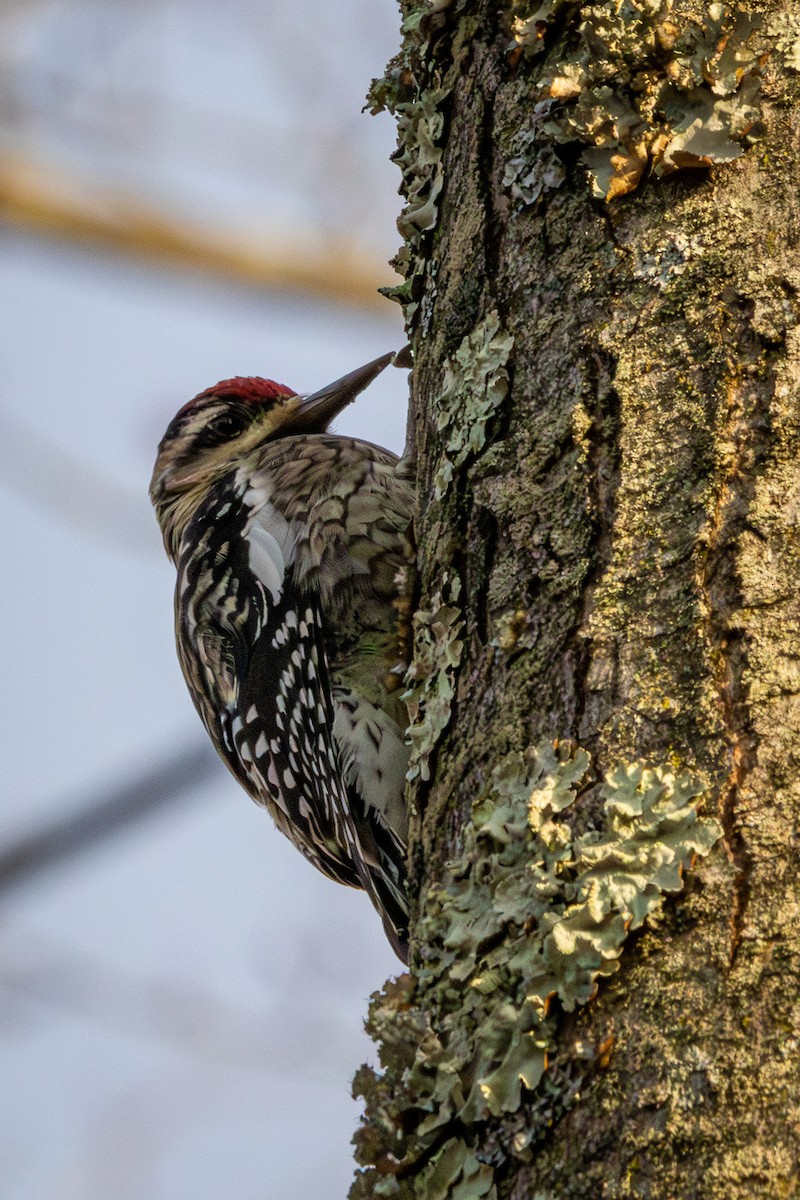 Yellow-bellied Sapsucker - ML646514642
