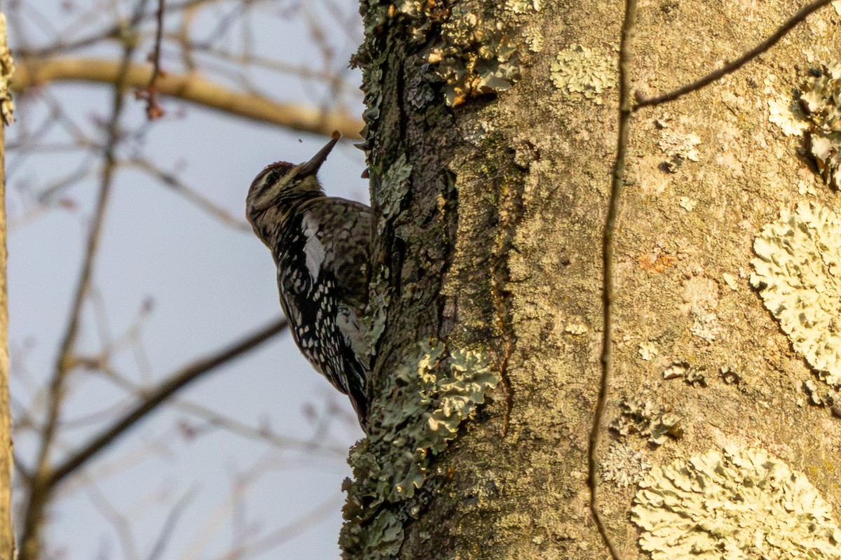 Yellow-bellied Sapsucker - ML646514643