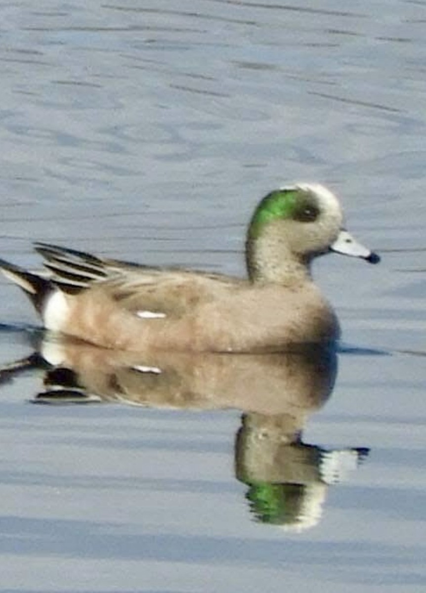American Wigeon - ML646514644