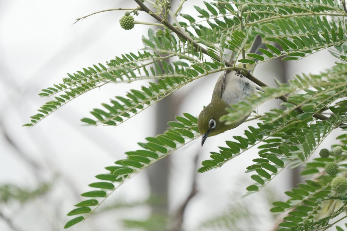 メジロ - ML646514646