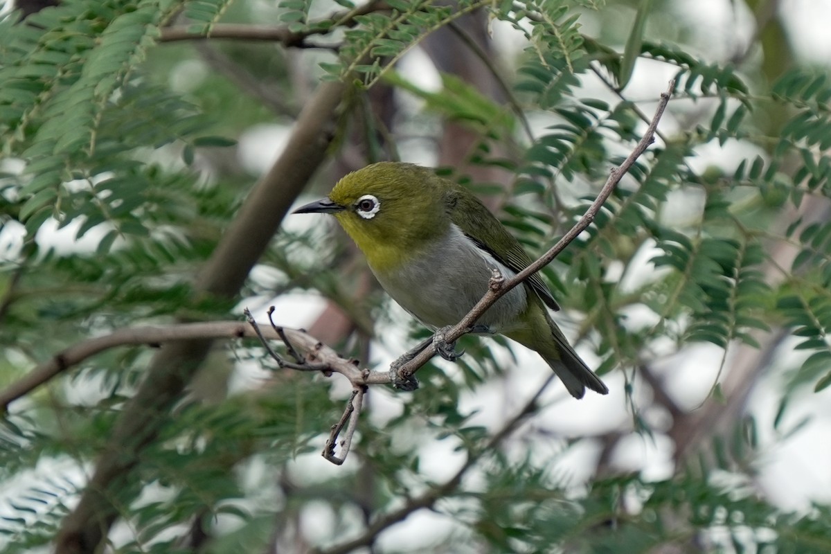 メジロ - ML646514647