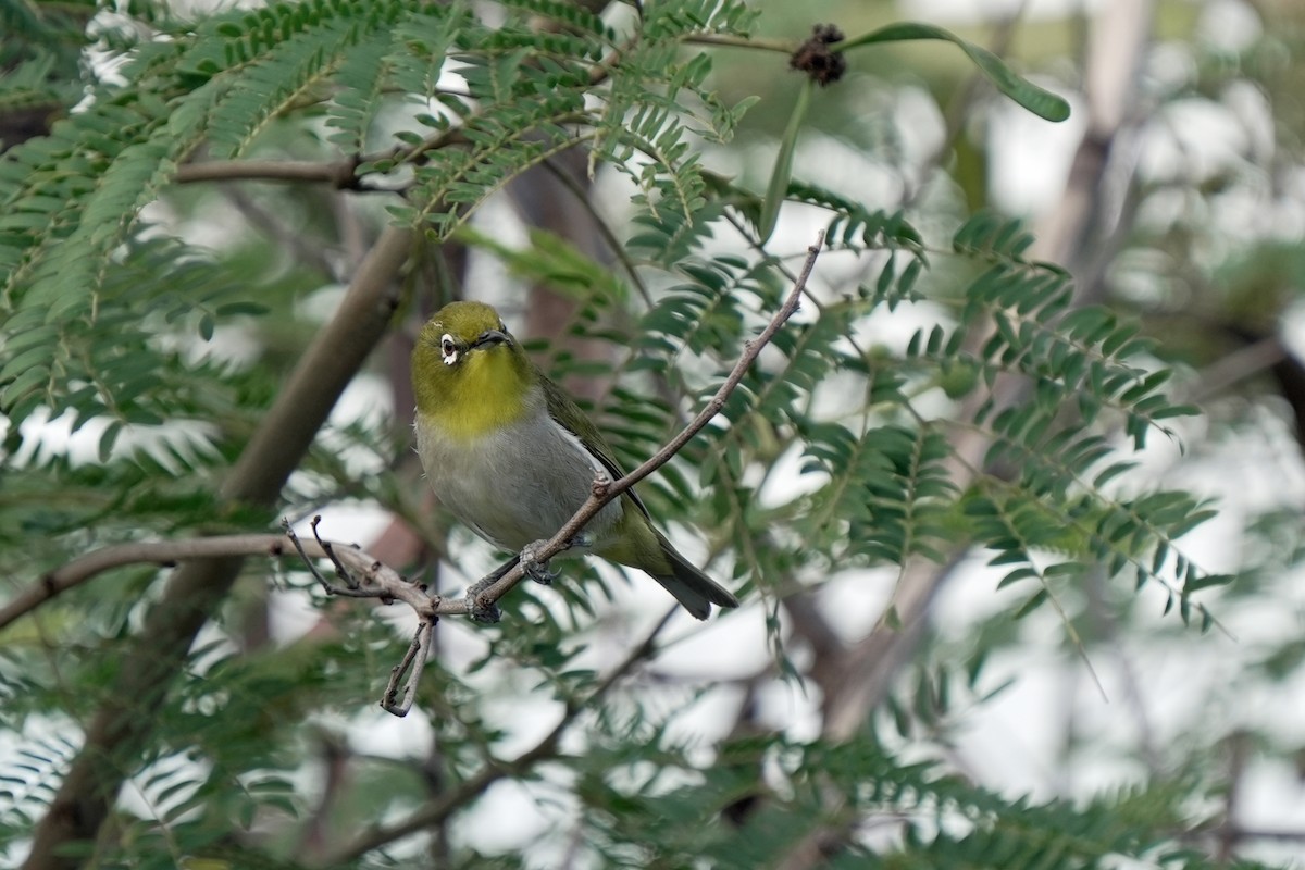 メジロ - ML646514648