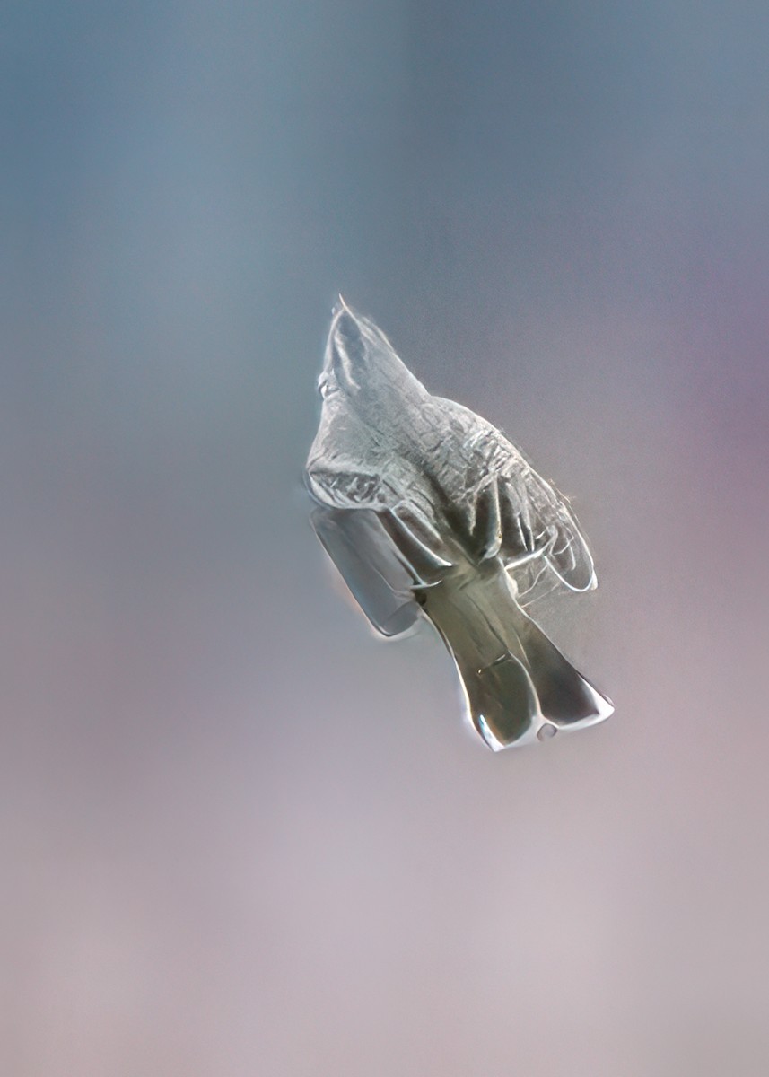 Reinita Palmera - ML646514649