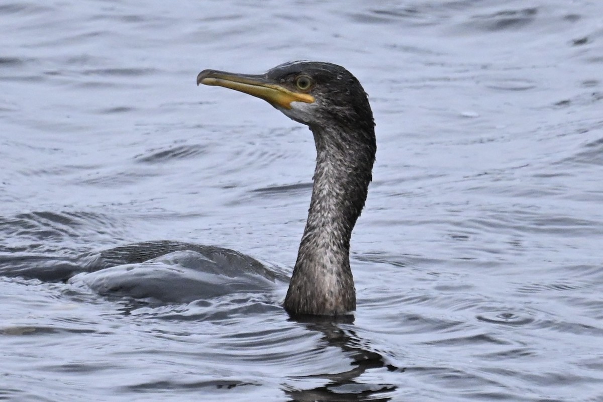 kormorán chocholatý - ML646514651