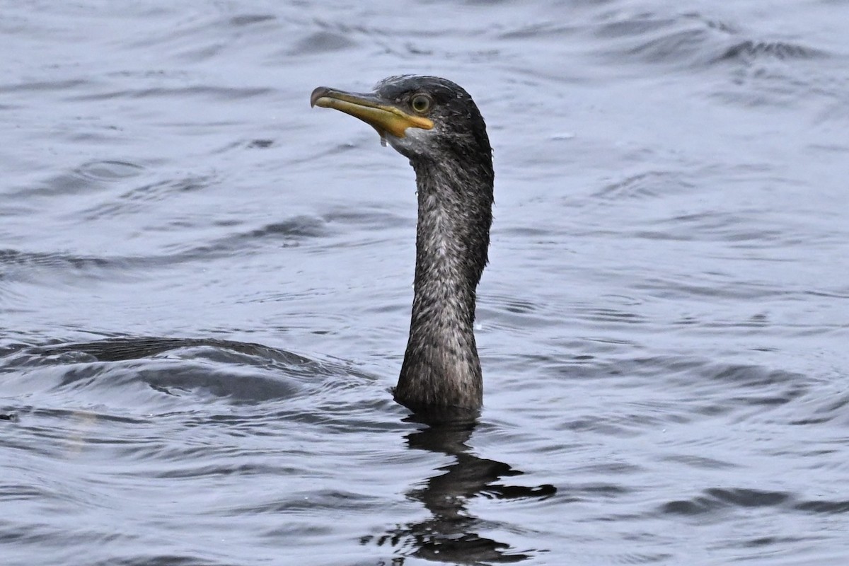 kormorán chocholatý - ML646514652