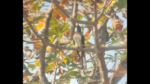 Levaillant's Cuckoo - ML646514653