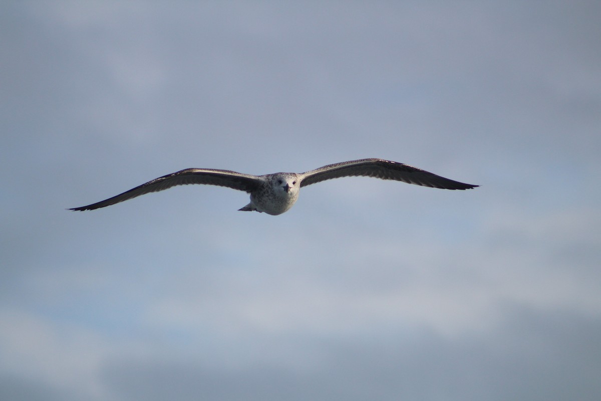 Клуша - ML646514655