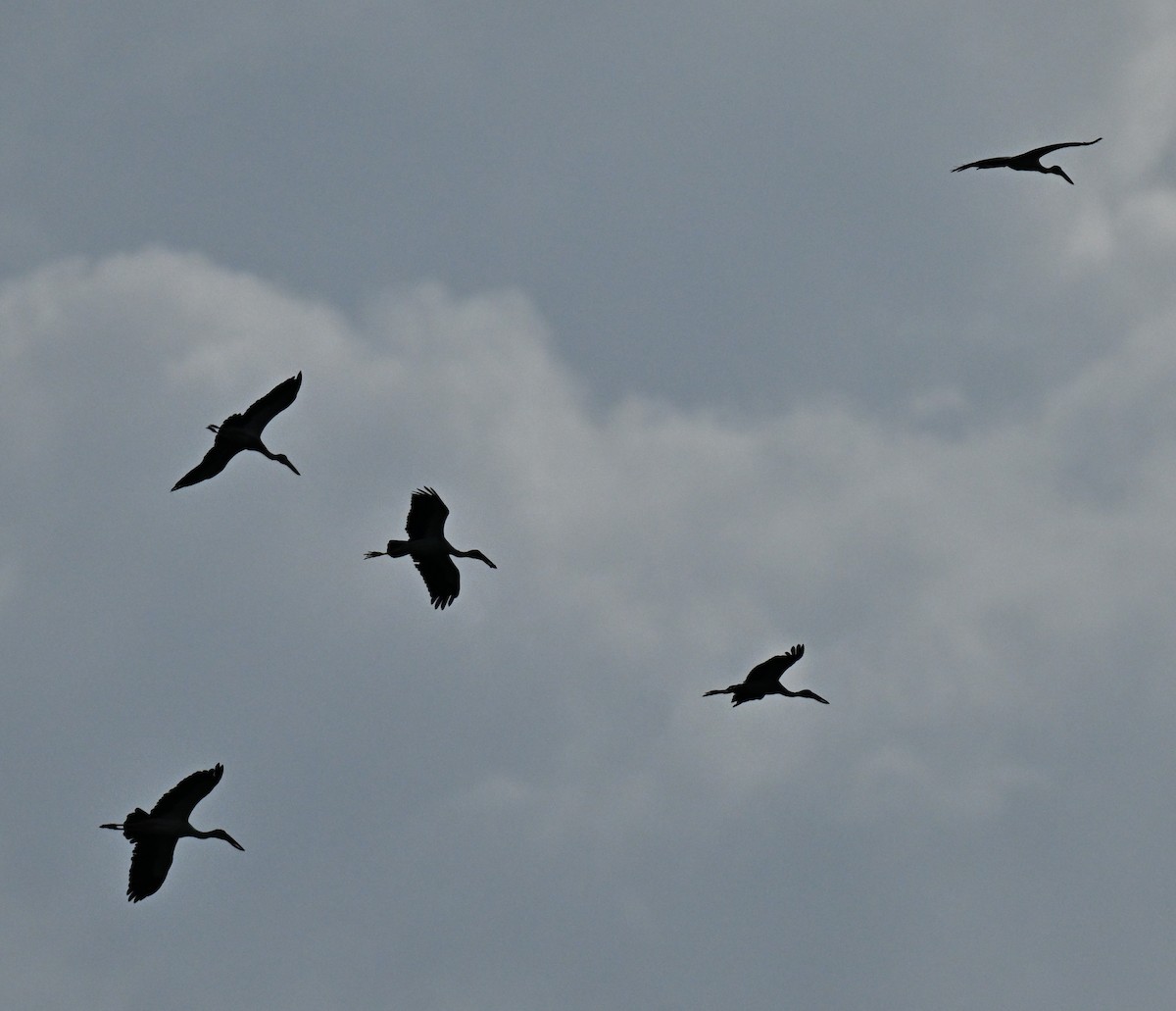 Asian Openbill - ML646514658