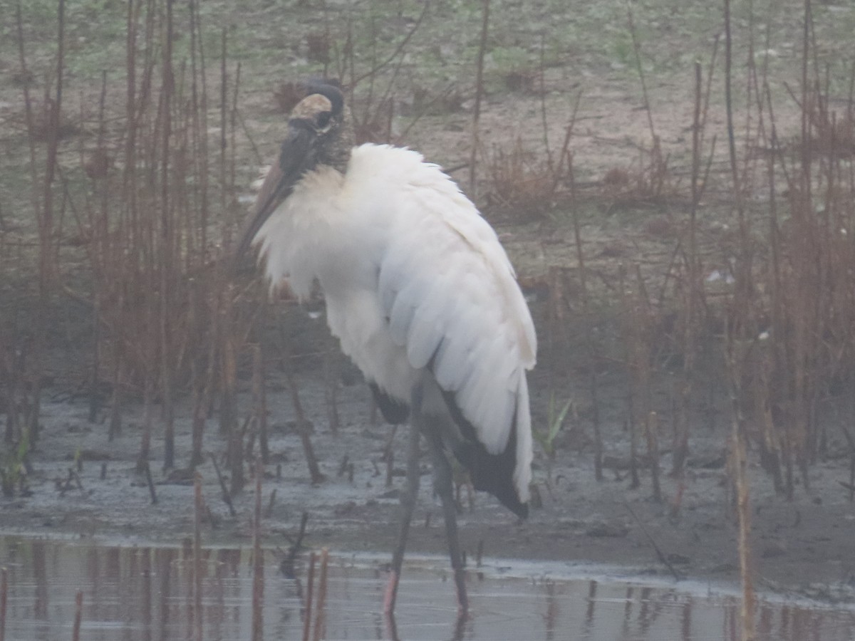 Wood Stork - ML646514660