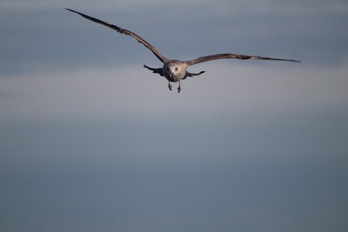 Great Black-backed Gull - ML646514661