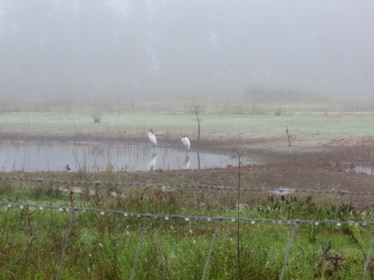 Wood Stork - ML646514662