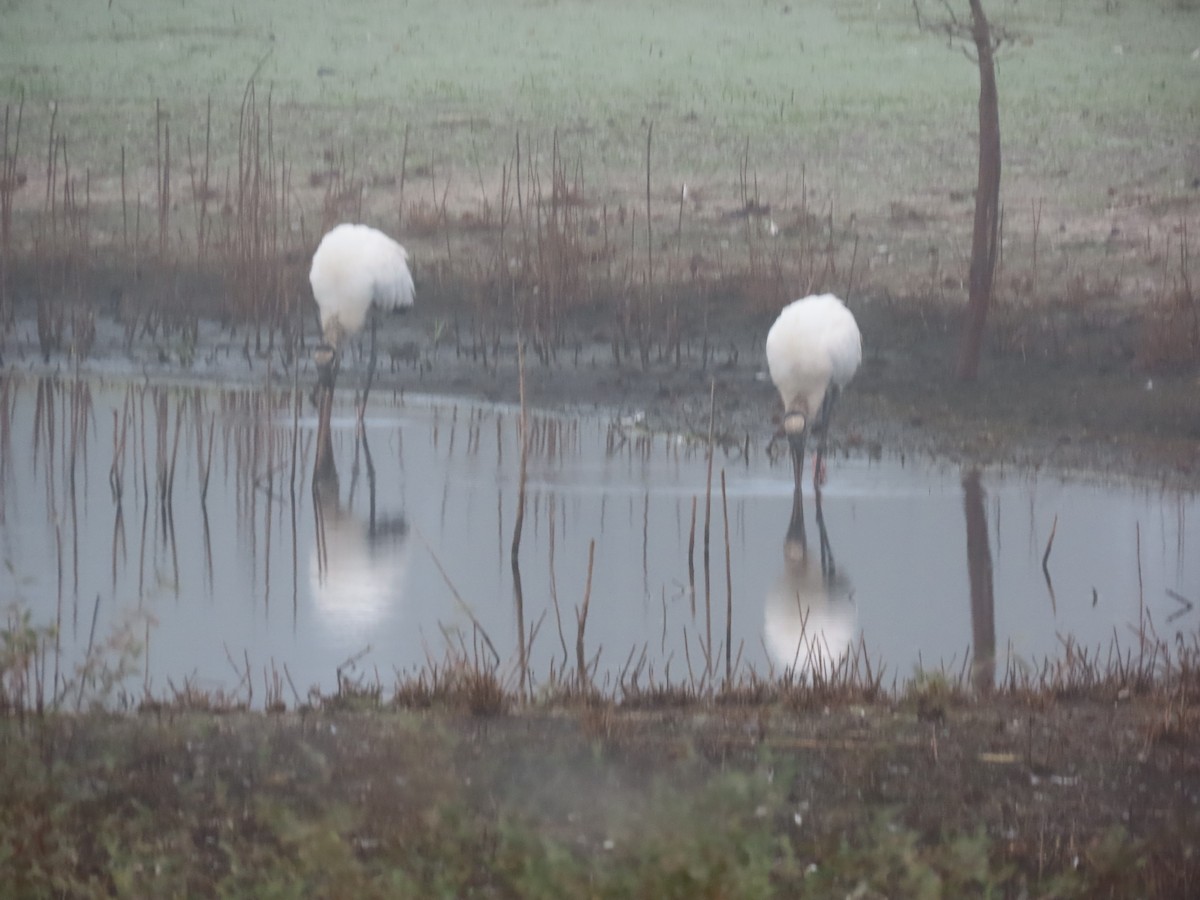 Wood Stork - ML646514663
