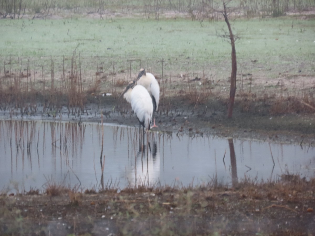 Wood Stork - ML646514664