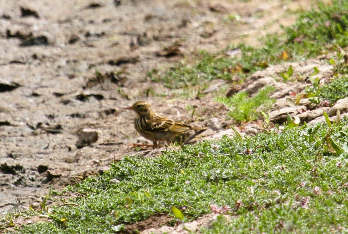 Tree Pipit - ML646514665