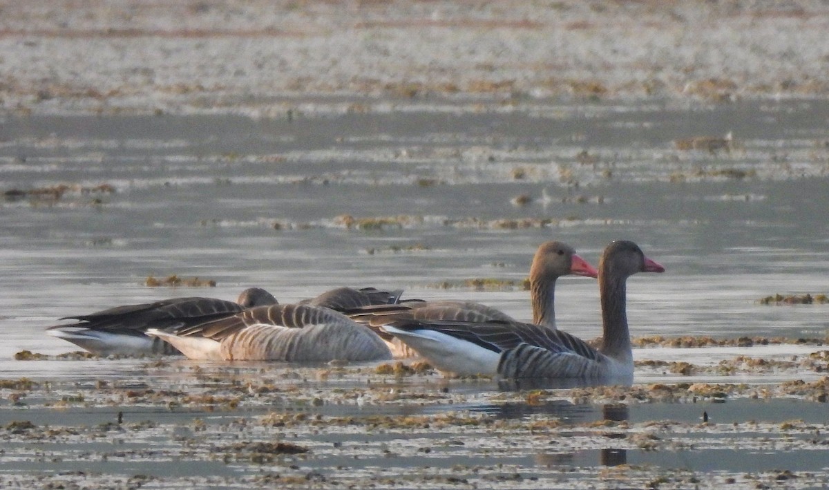 Graylag Goose - ML646514666