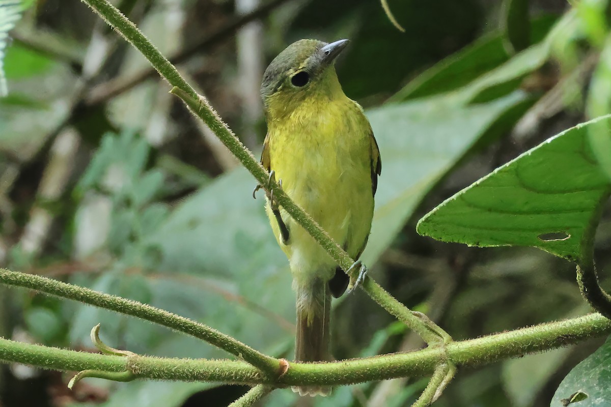 Barred Becard - ML646514667