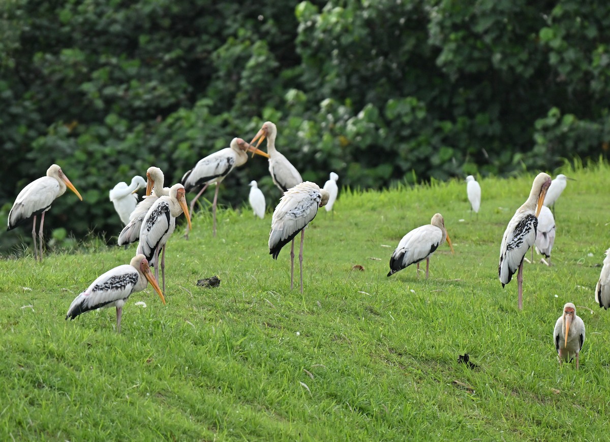 Milky x Painted Stork (hybrid) - ML646514668