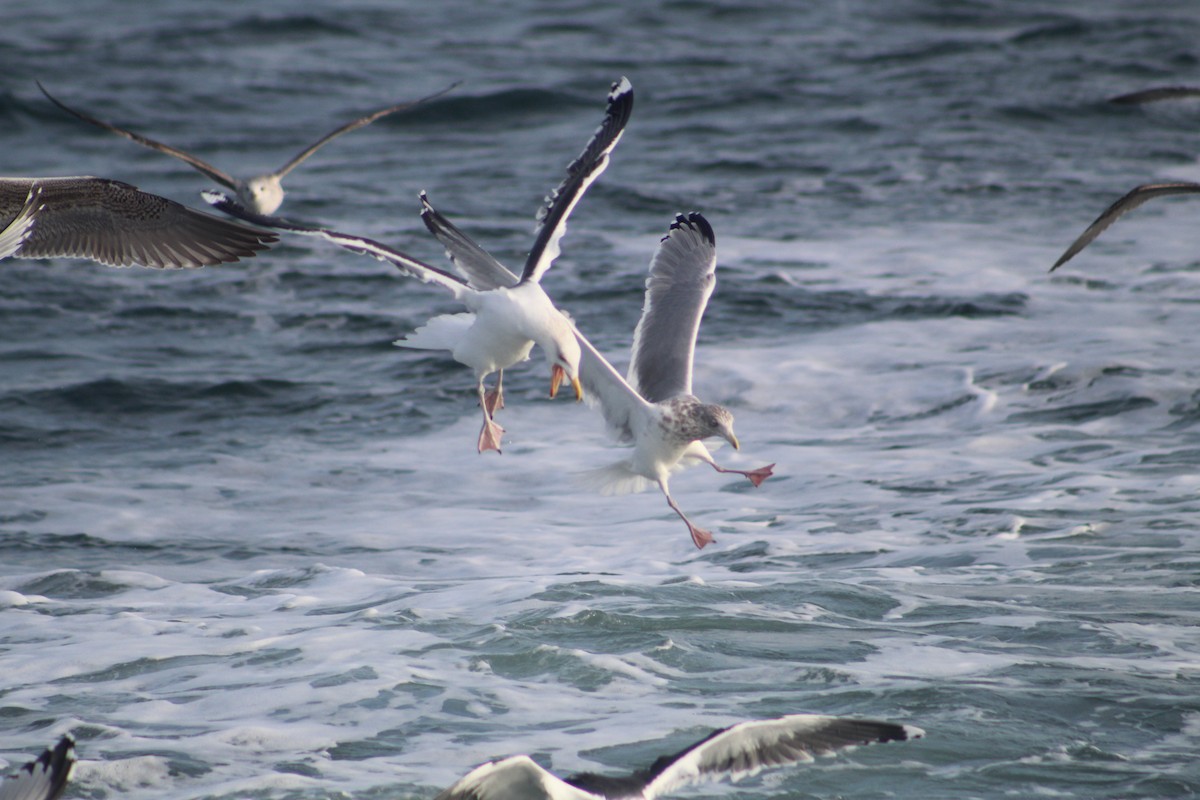 American Herring Gull - ML646514669