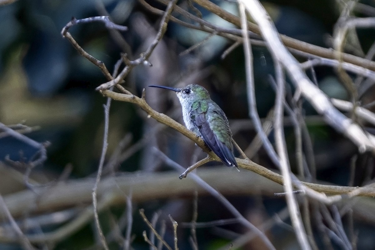 Green-and-white Hummingbird - ML646514670
