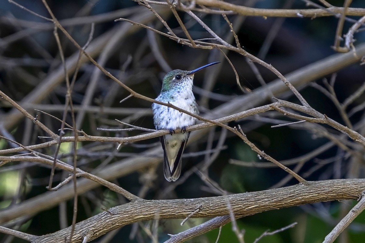 Green-and-white Hummingbird - ML646514671