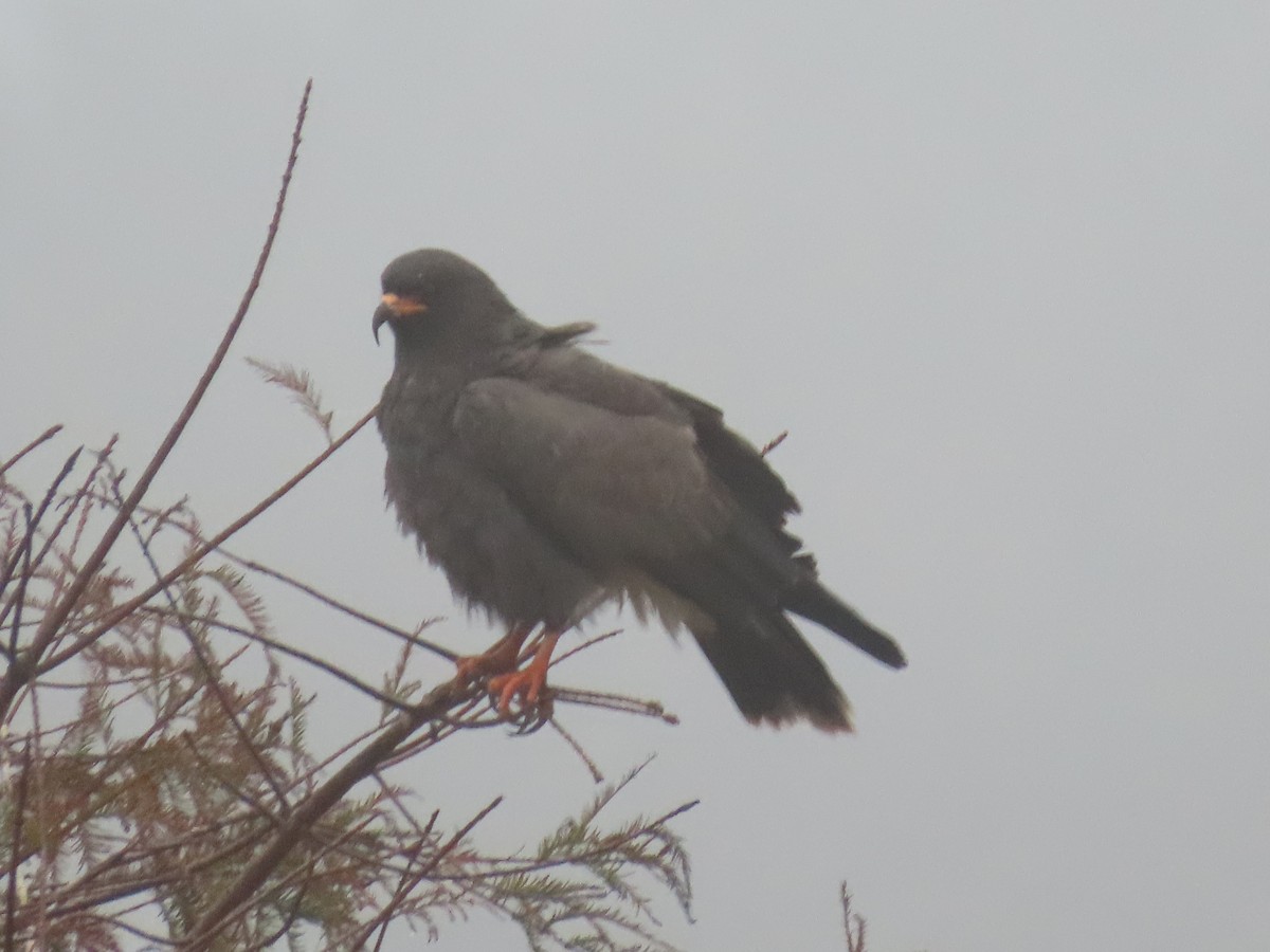 Snail Kite - ML646514672